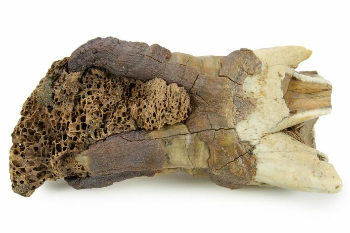 Fossil Woolly Rhino (Coelodonta) Tooth w/ Jaw Section - Siberia #380747